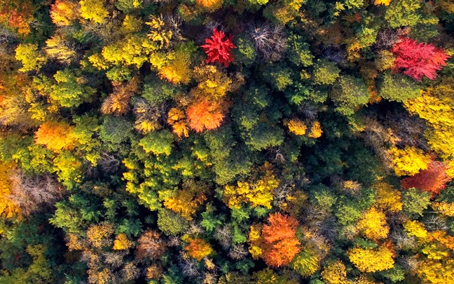 Amazingly Colorful Wisconsin Autumn Forests, Aerial View.