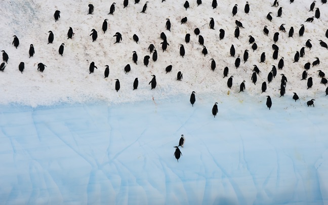 Aerial view of penguins on snow