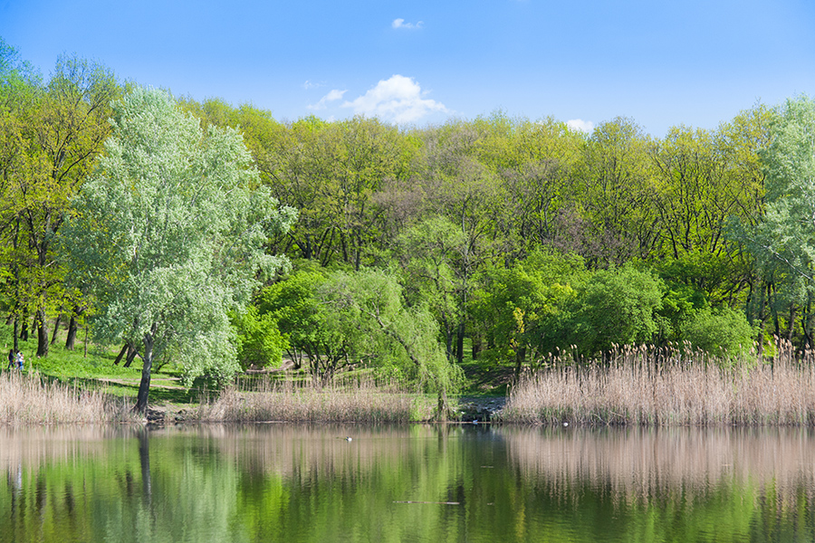 Image of willows on a riverbank.