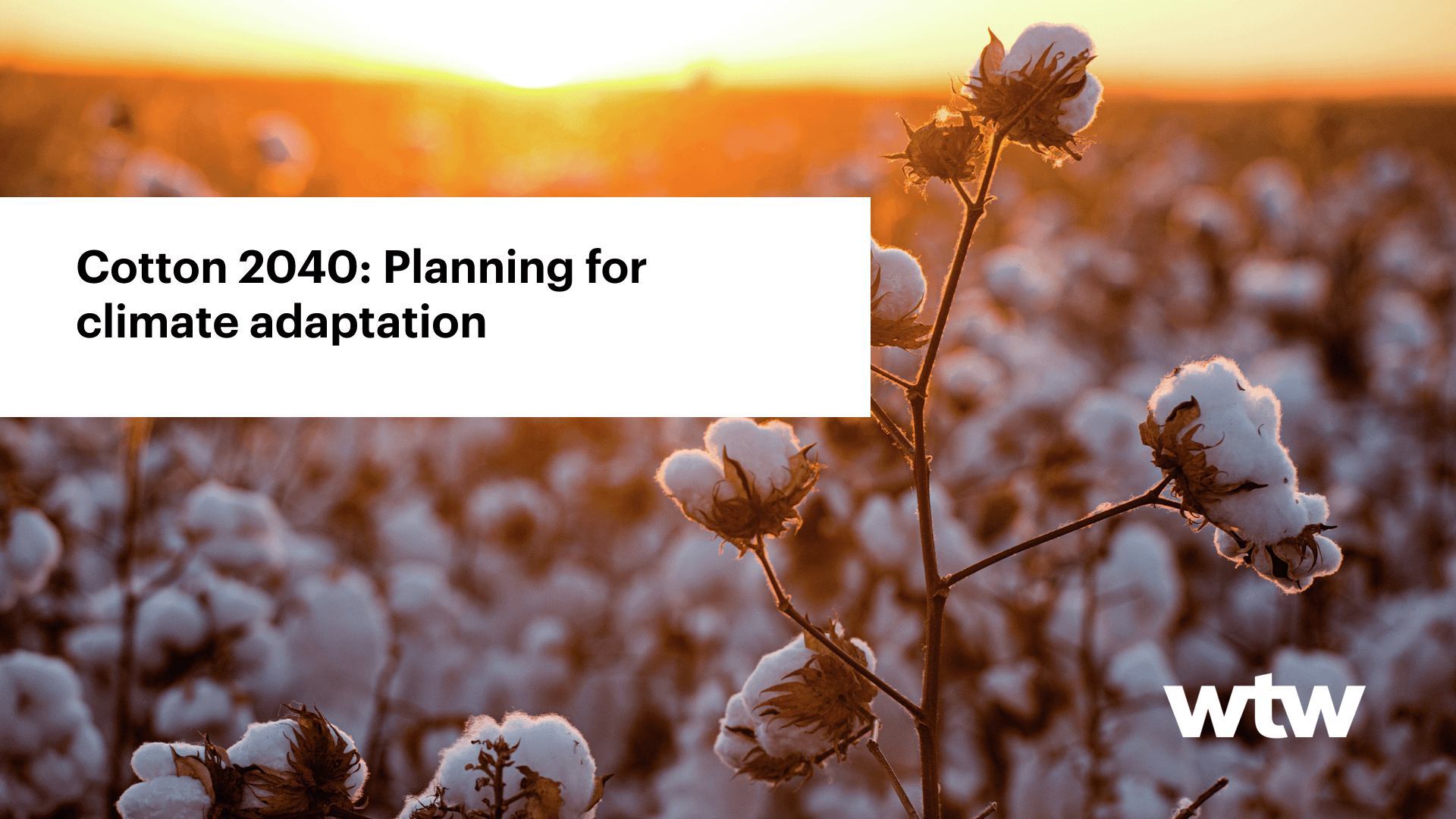 U.S. Cotton Growers Can Now Apply for the Climate Smart Cotton