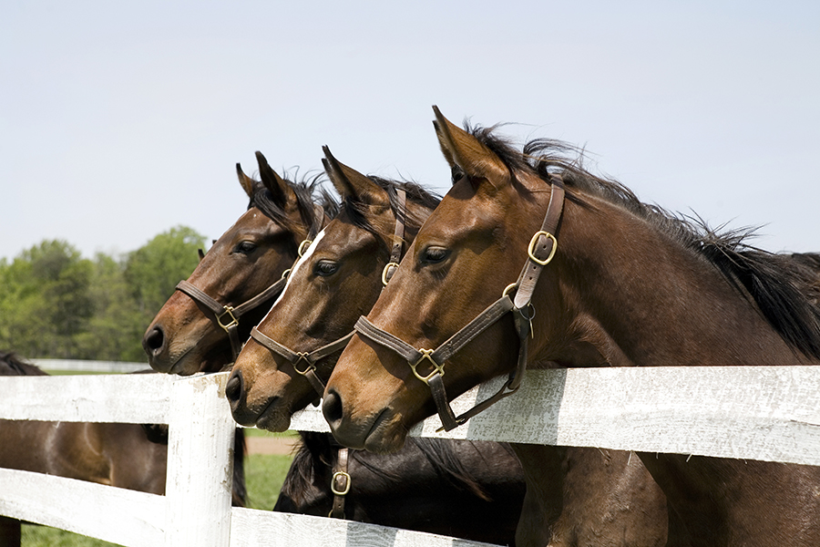 Centre of excellence for bloodstock, estates, livestock and aquaculture insurance