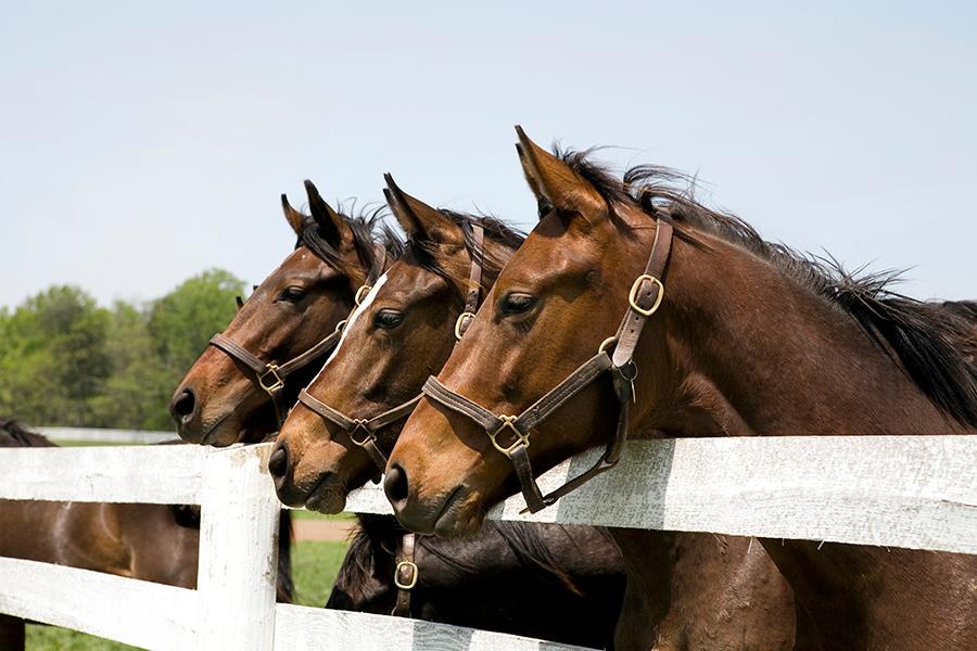 Centre of excellence for bloodstock, estates, livestock and aquaculture insurance